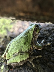 Hyla japonica