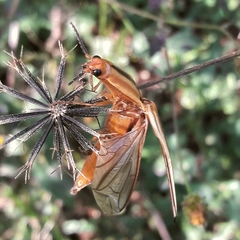 Semiotus serraticornis