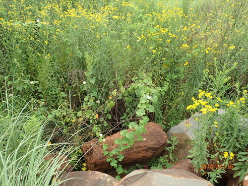 Momordica foetida