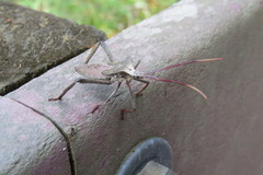 Acanthocephala declivis