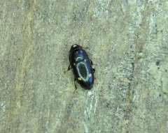 Glischrochilus siepmanni