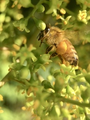 Apis mellifera