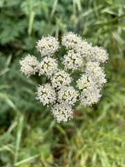 Ligusticum apiifolium