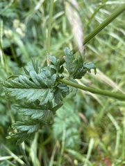 Ligusticum apiifolium