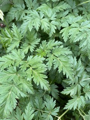 Ligusticum apiifolium