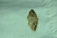 Homochlodes lactispargaria