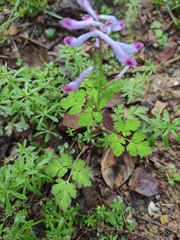 Corydalis incisa