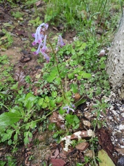 Corydalis incisa