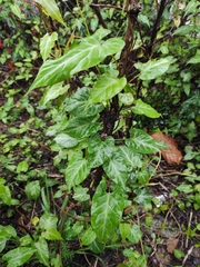 Reynoutria multiflora