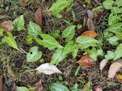 Reynoutria multiflora