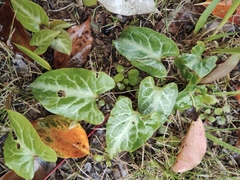 Reynoutria multiflora