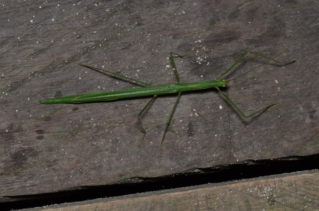 Singaporoidea poeciloptera