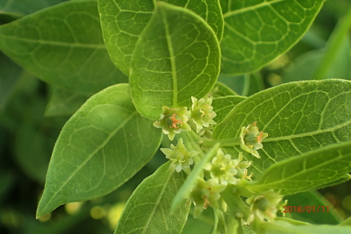 Image of Clutia cordata by no rights reserved