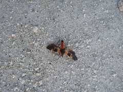 Oncopeltus fasciatus