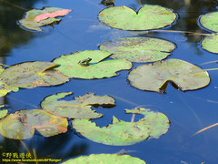 Pelophylax fukienensis