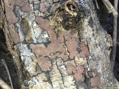 Biscogniauxia nummularia