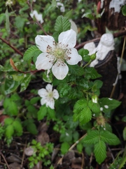 Rubus hirsutus