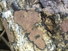 Biscogniauxia nummularia