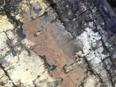 Biscogniauxia nummularia