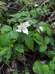 Rubus hirsutus