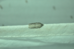 Acleris placidana