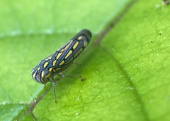 Apogonalia stalii