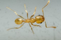 Pheidole marcidula