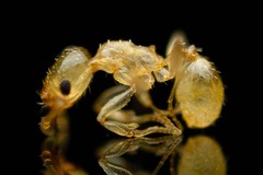 Pheidole marcidula