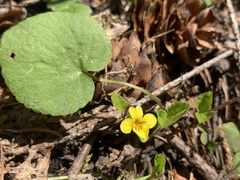 Viola orbiculata