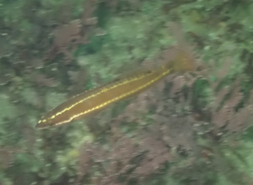 Rock Wrasse