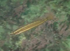 Rock Wrasse photo 3