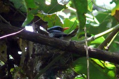 Myiagra castaneigularis