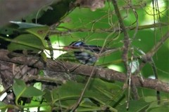 Myiagra castaneigularis