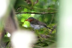 Myiagra castaneigularis