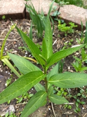 Asclepias incarnata