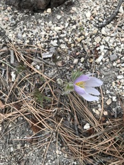 Pulsatilla nuttalliana