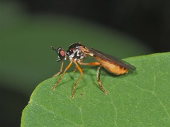 Dioctria seminole