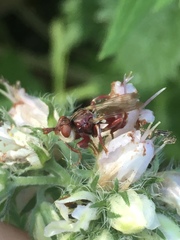 Myopa clausa