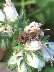 Myopa clausa