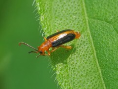 Phyllobrotica limbata