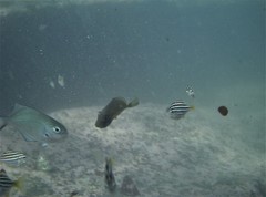 Acanthuridae