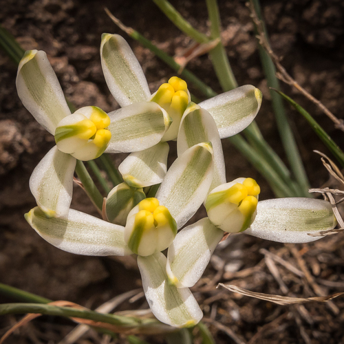 Albuca setosa Jacq.