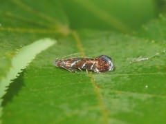 Strobisia proserpinella