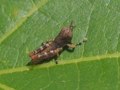 Melanoplus punctulatus