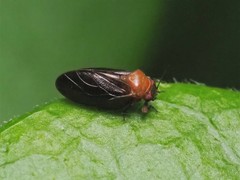 Pachypsylla celtidisgemma