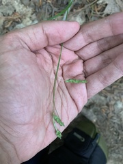 Carex oxylepis oxylepis
