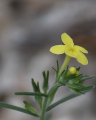 Lithospermum mirabile