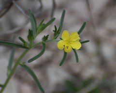 Lithospermum mirabile
