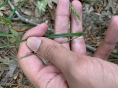 Carex oxylepis oxylepis
