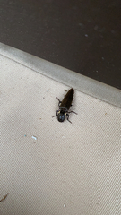 Ignelater havaniensis